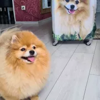 How to order a print on a suitcase with your photo