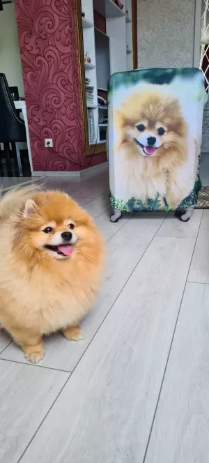 How to order a print on a suitcase with your photo