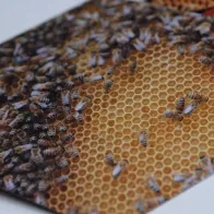 photomagnets in the shape of a bee hive
