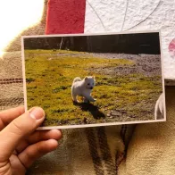 Print pics from Instagram
