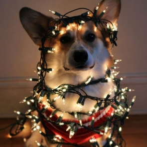Ideas for a photo shoot with garland and sparklers