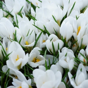 What do you need to do in the spring? A list of 92 things to do